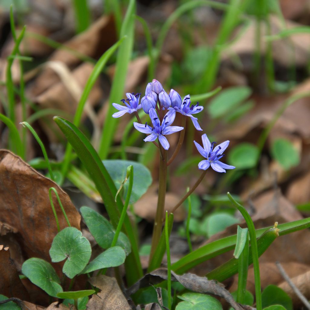 Idänsinililja Spring Beauty