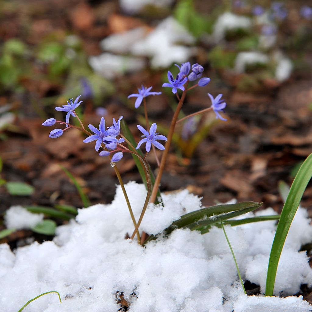 Idänsinililja Spring Beauty