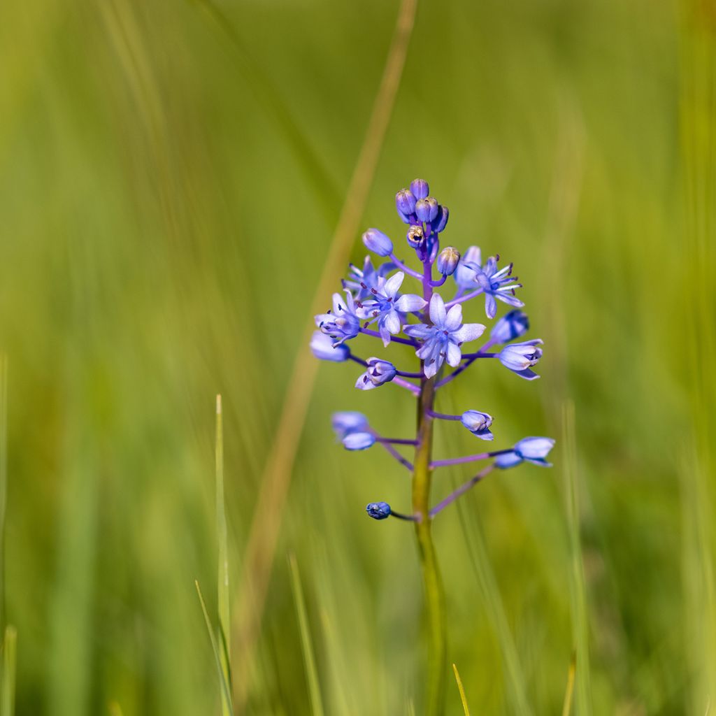 Unkarinsinililja - Scilla litardierei