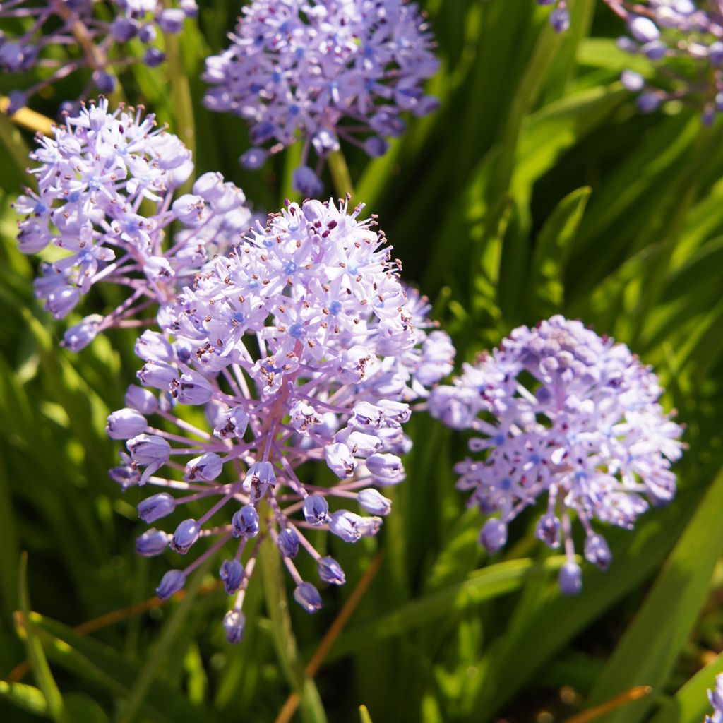 Unkarinsinililja - Scilla litardierei