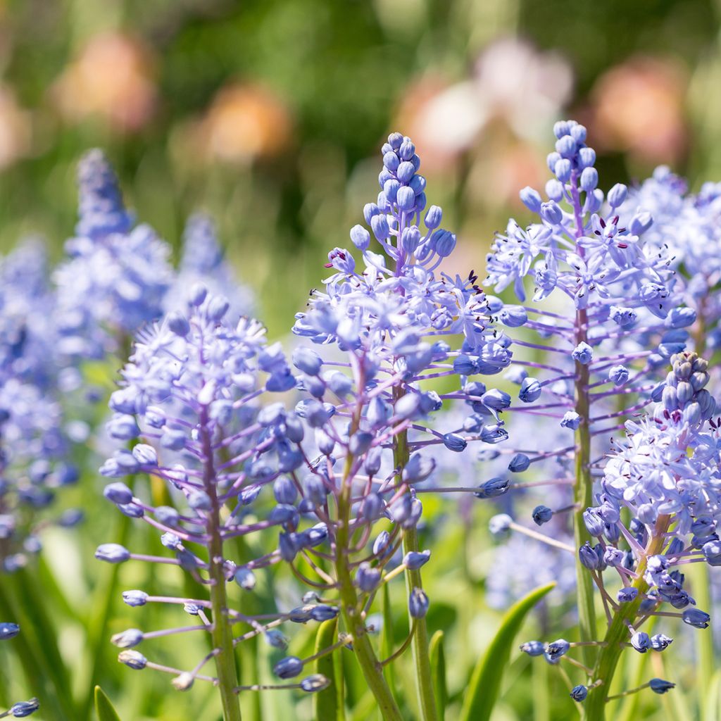 Unkarinsinililja - Scilla litardierei