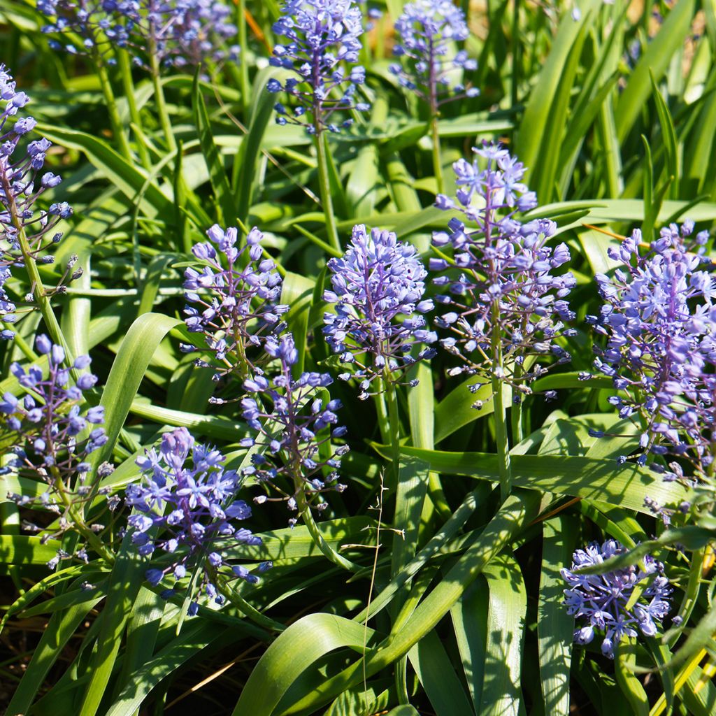 Unkarinsinililja - Scilla litardierei