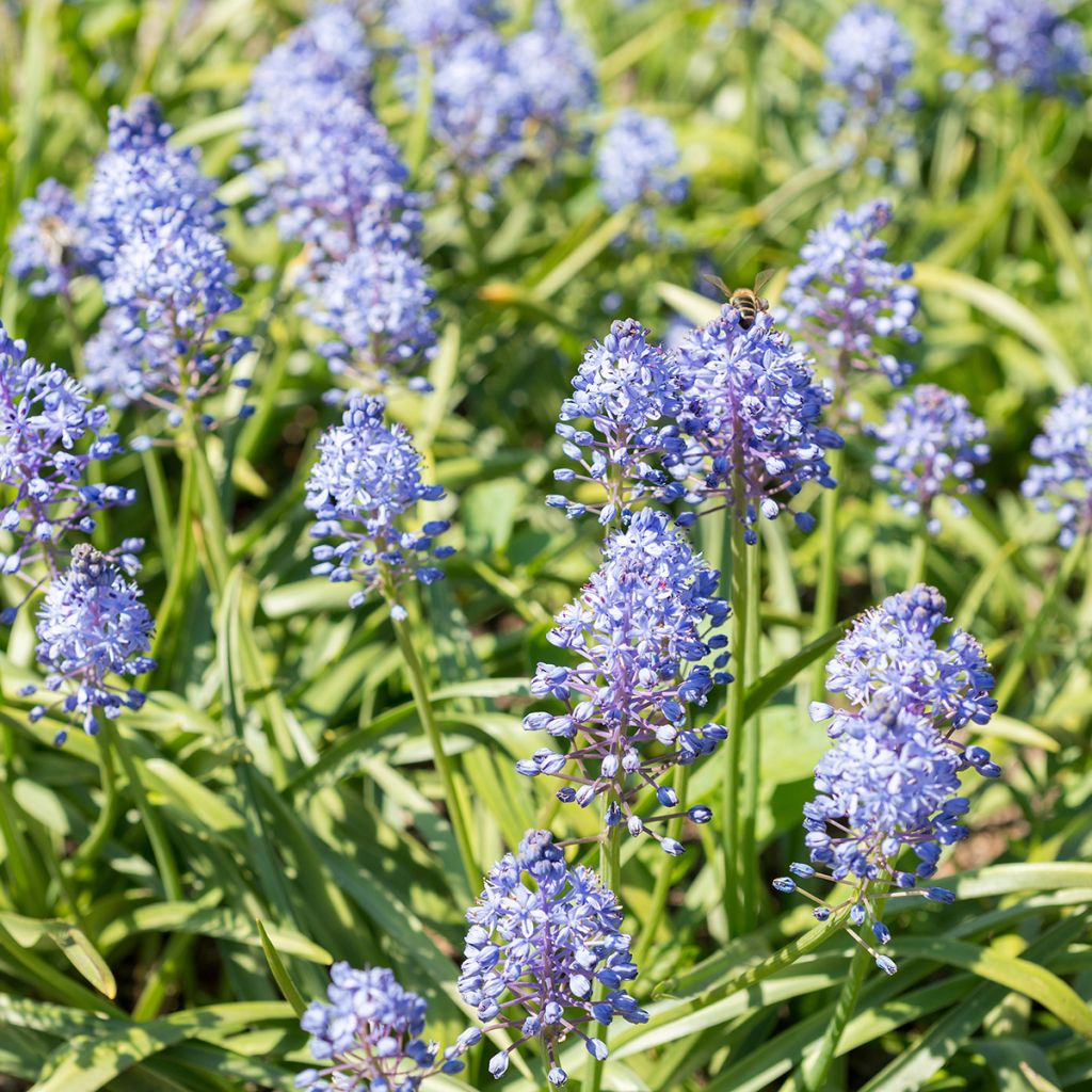 Unkarinsinililja - Scilla litardierei