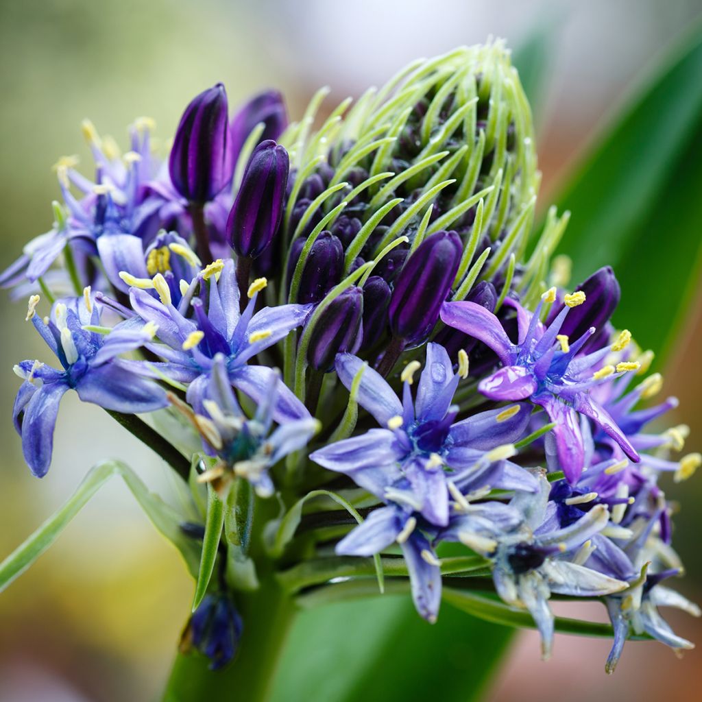 Isosinililja - Scilla peruviana
