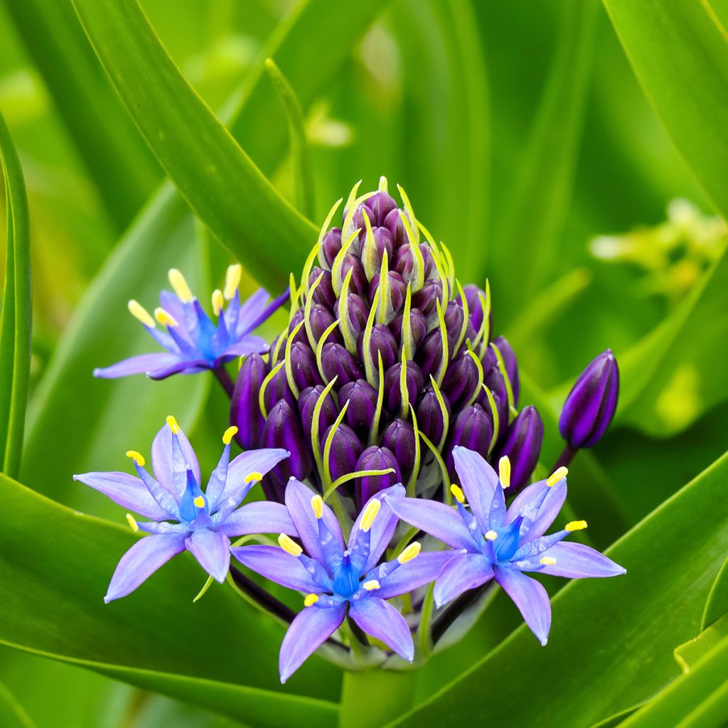 Isosinililja - Scilla peruviana