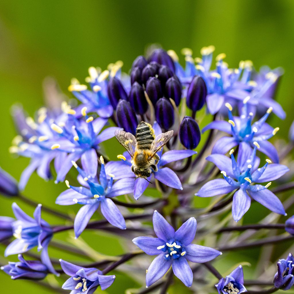 Isosinililja - Scilla peruviana