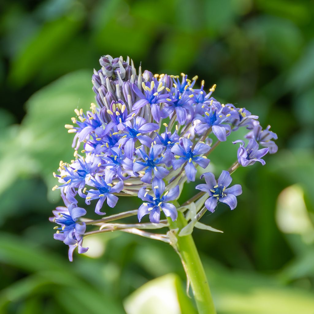Isosinililja - Scilla peruviana