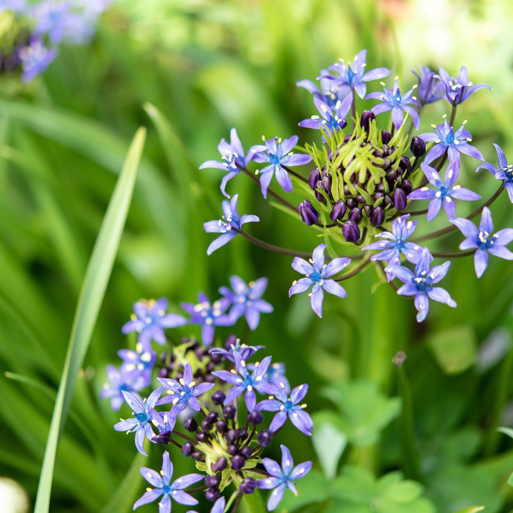 Isosinililja - Scilla peruviana