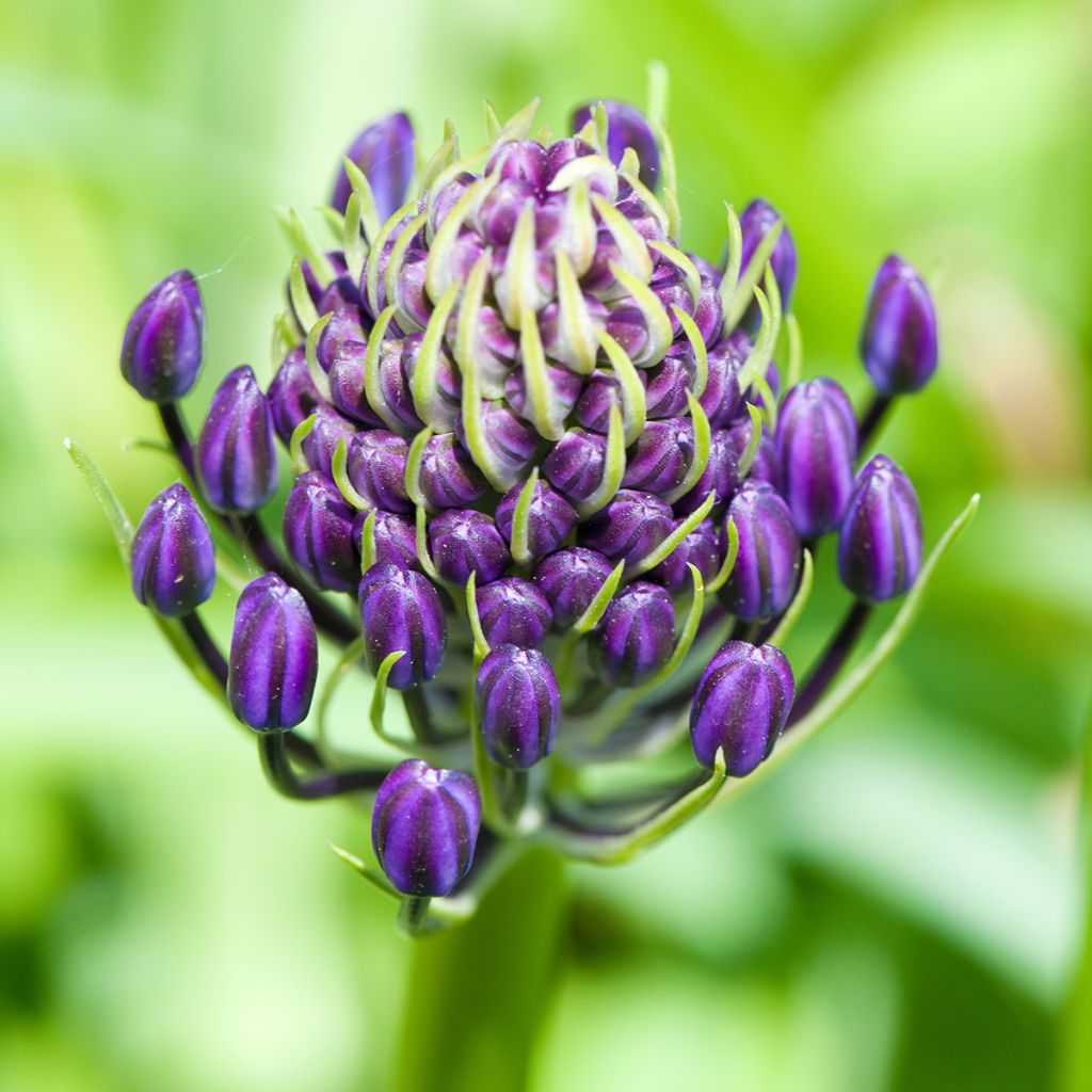 Isosinililja - Scilla peruviana
