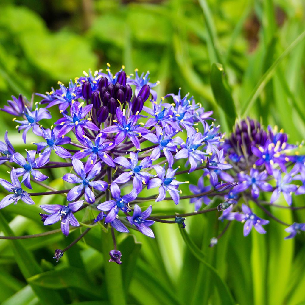 Isosinililja - Scilla peruviana