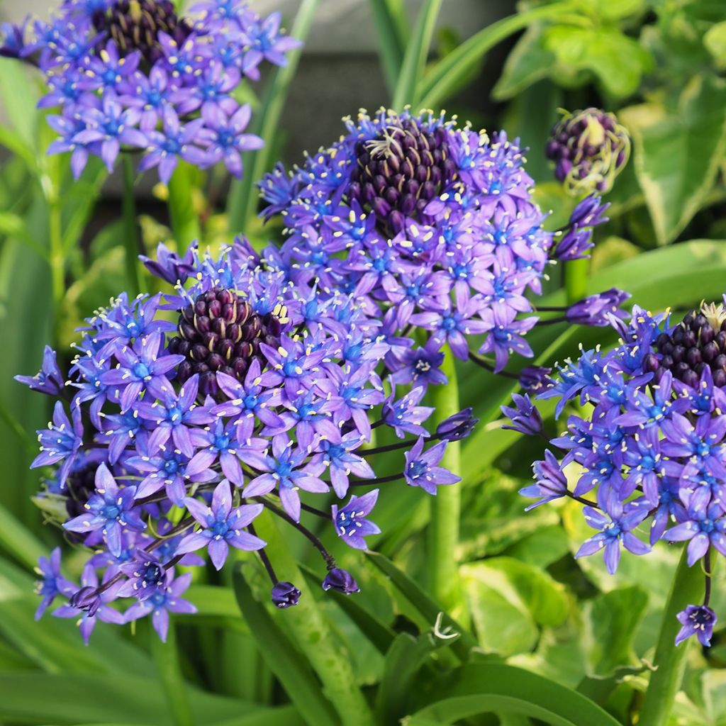 Isosinililja - Scilla peruviana