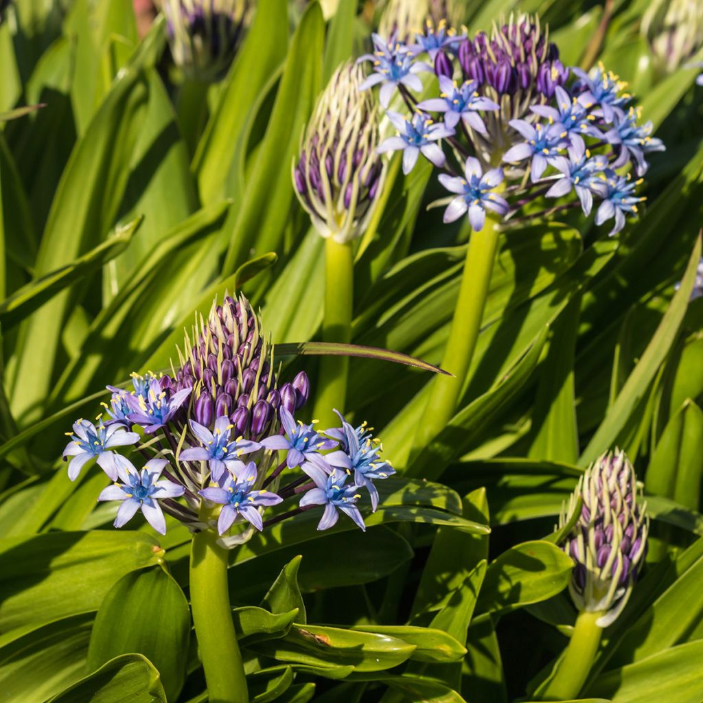 Isosinililja - Scilla peruviana