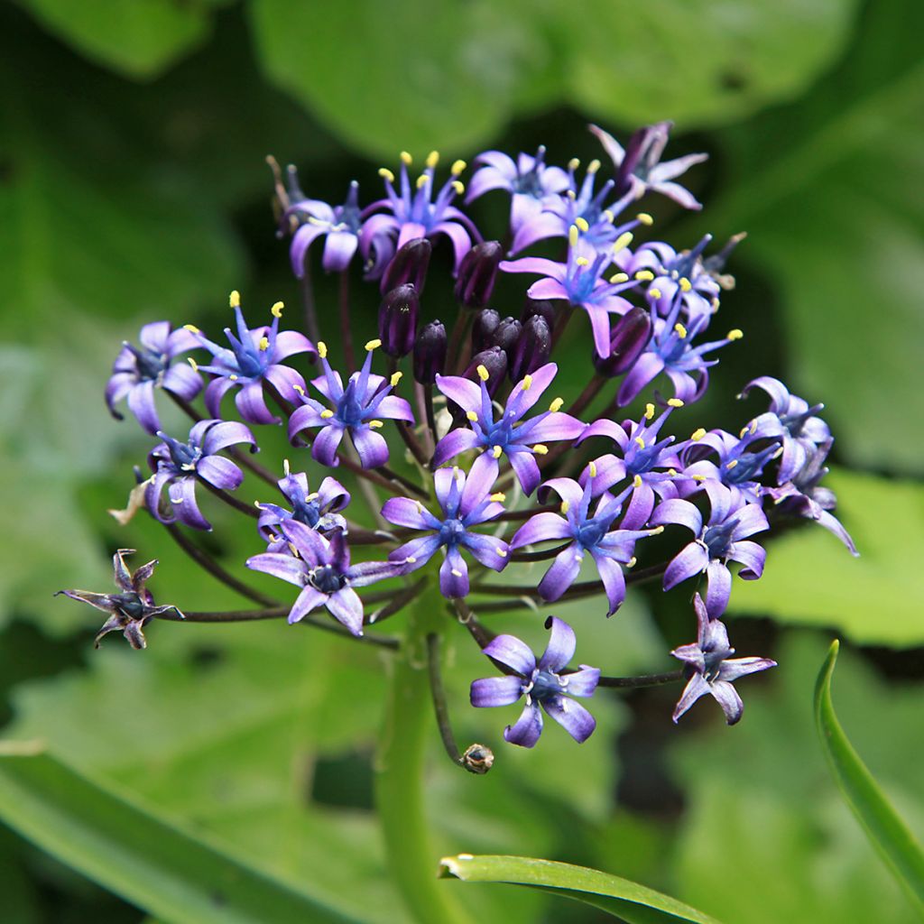 Isosinililja - Scilla peruviana