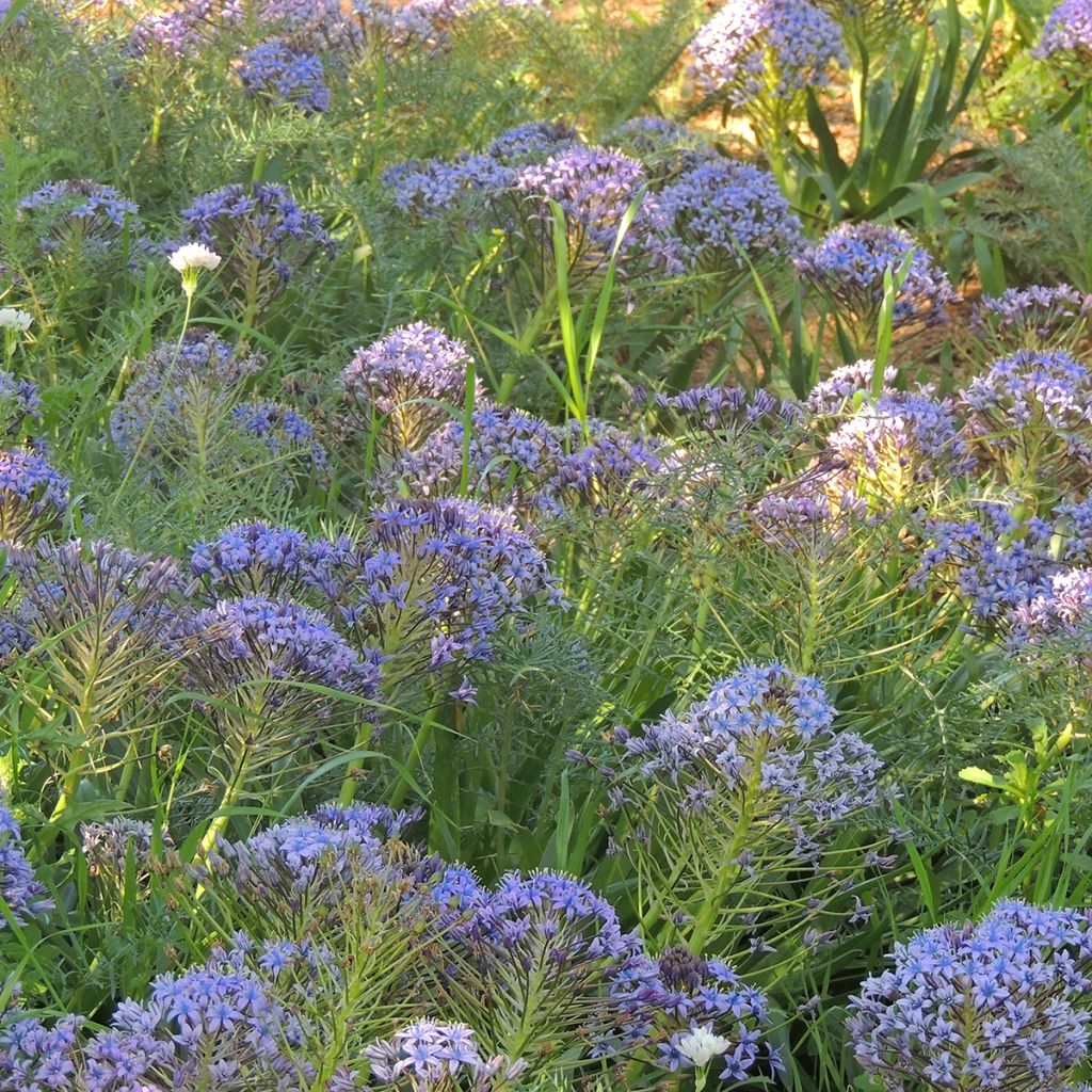 Isosinililja - Scilla peruviana