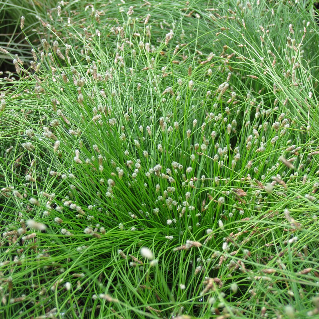 Scirpus ou isolepis cernua cernuus Fiber Optic Grass