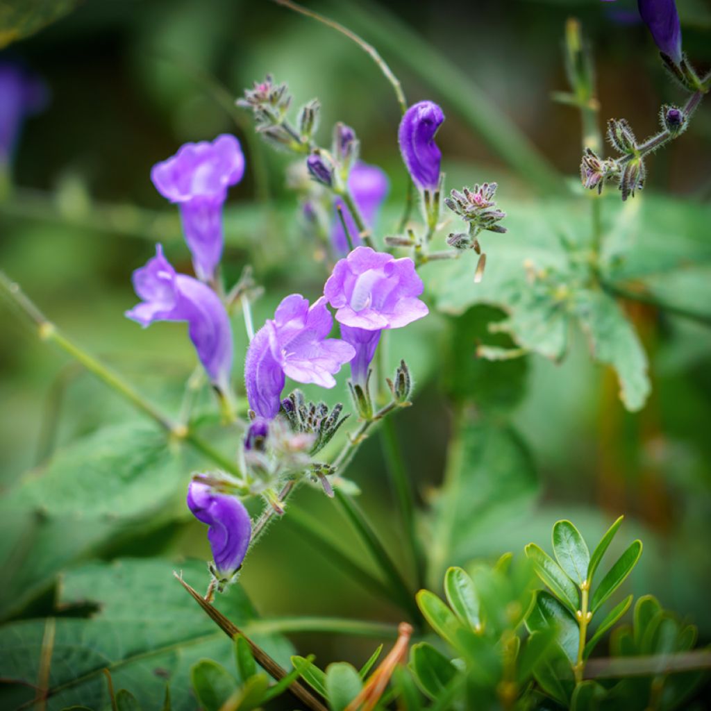 Hopeavuohennokka - Scutellaria incana