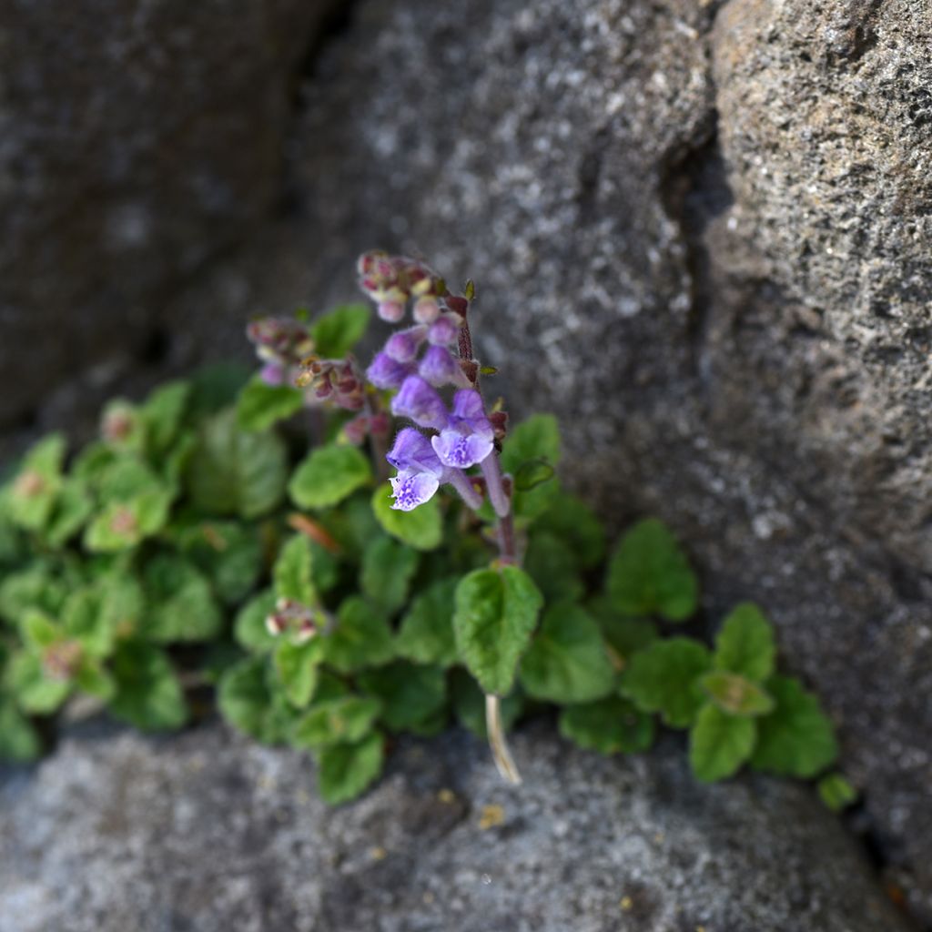Vuohennokka Parviflora