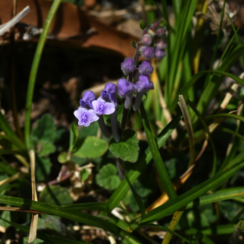 Vuohennokka Parviflora