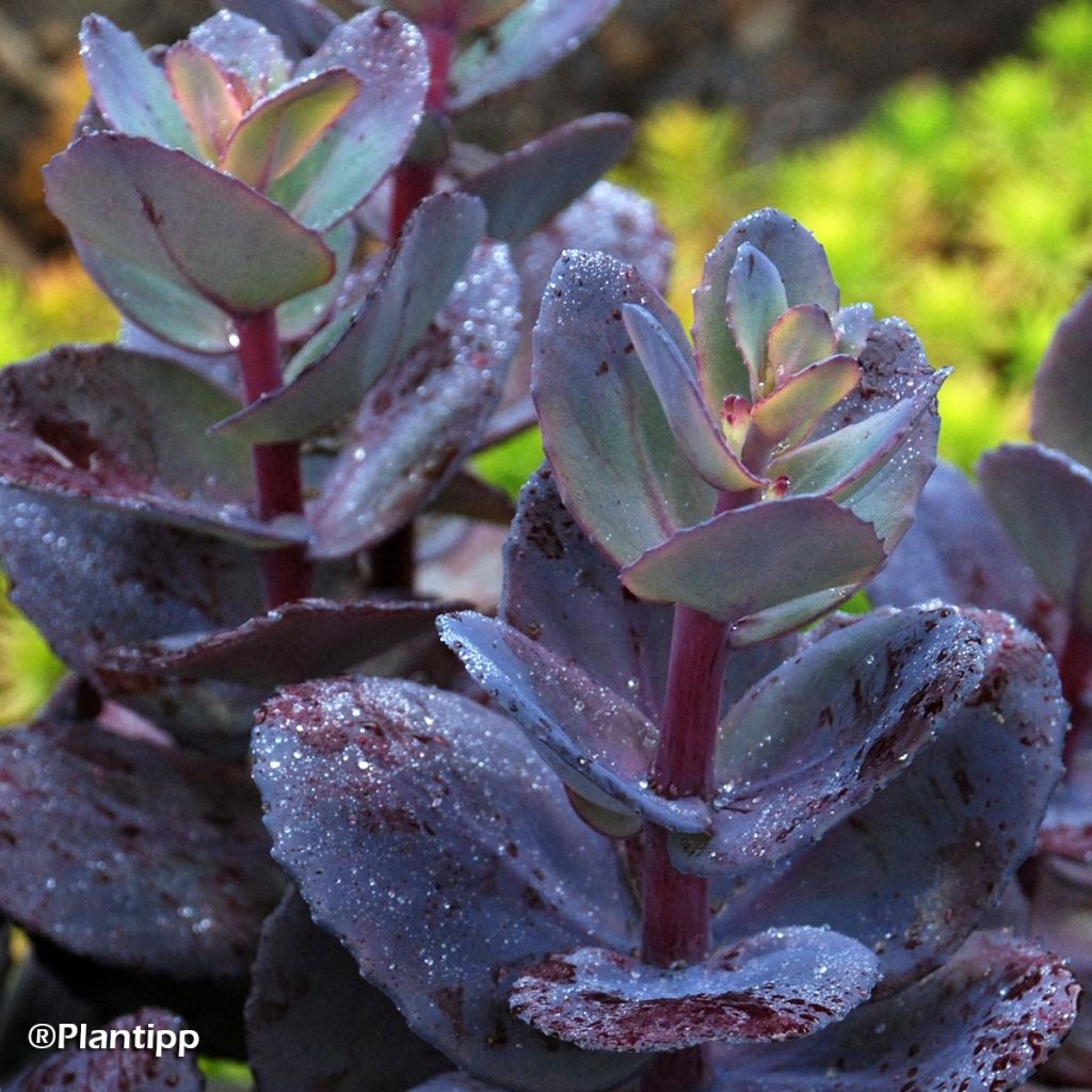 Sedum Sunsparkler Blue Pearl - Orpin