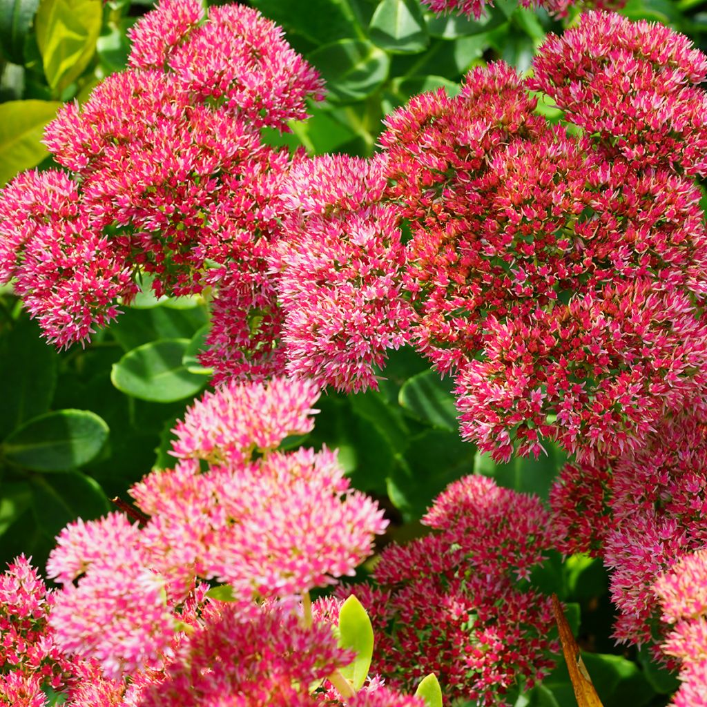 Syysmaksaruoho Herbstfreude = Autumn Joy