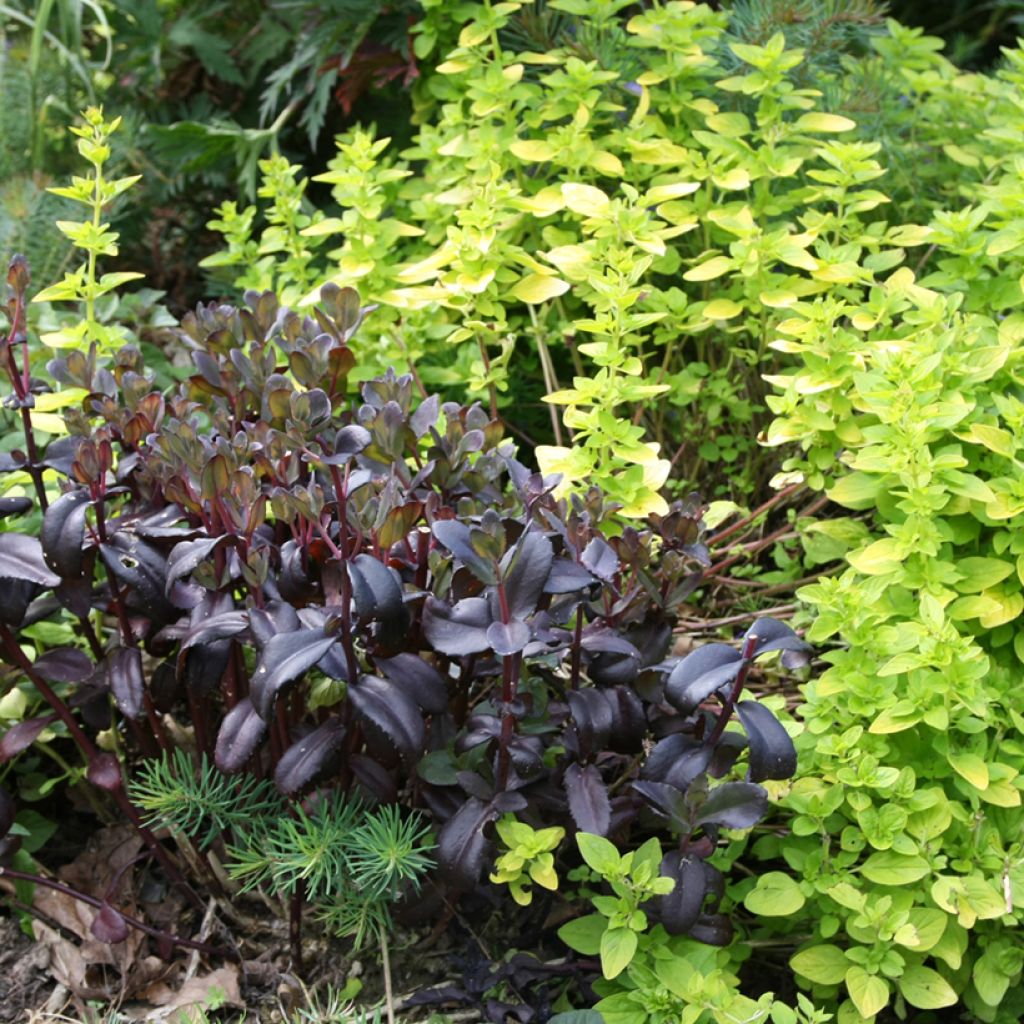 Syysmaksaruoho Jose Aubergine