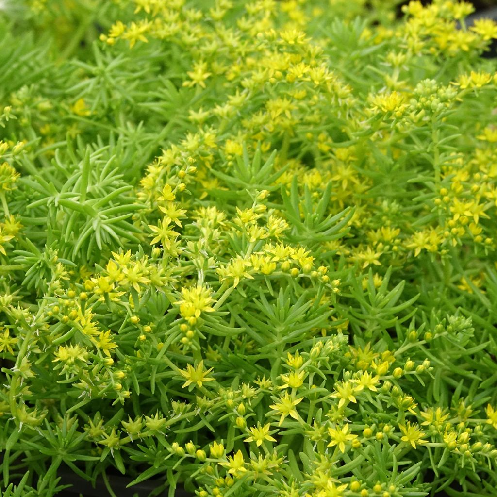 Keltamaksaruoho Lemon Ball