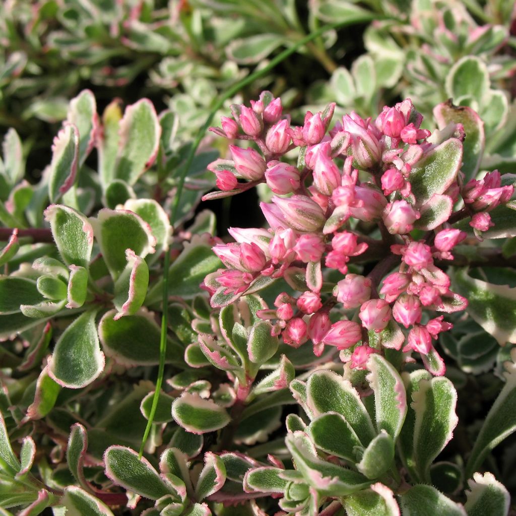Maksaruoho Pinky