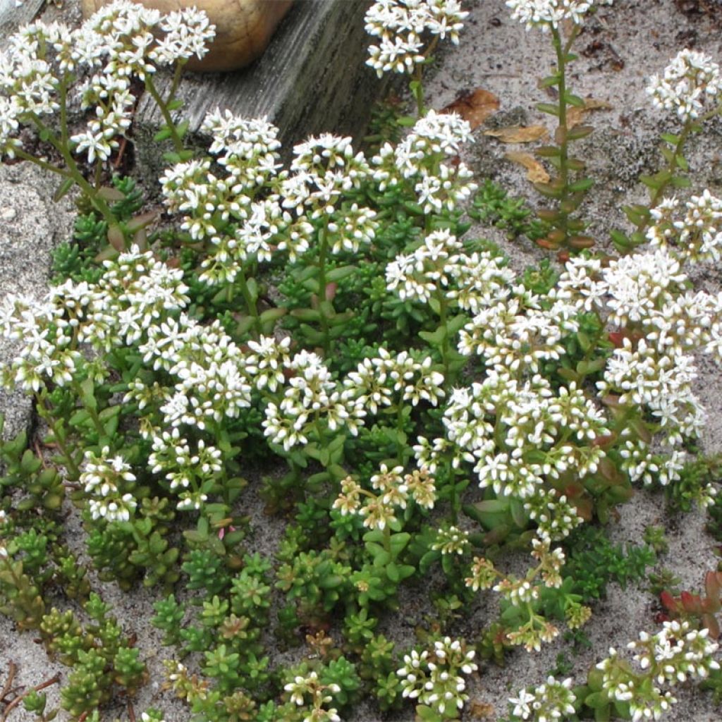 Valkomaksaruoho Coral Carpet