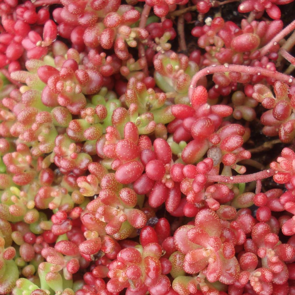 Valkomaksaruoho Coral Carpet