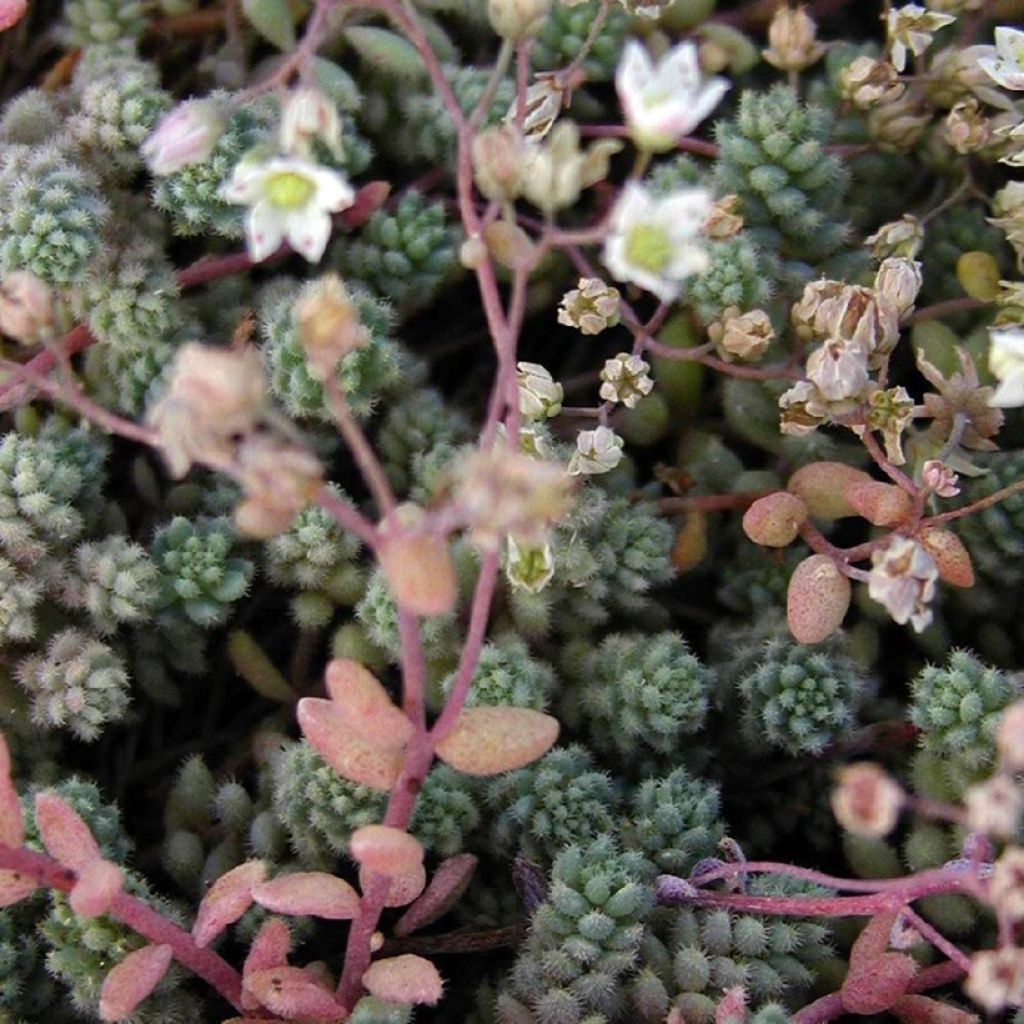 Syysmaksaruoho Rosenteppich (Rose Carpet)