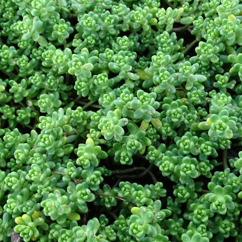 Helmimaksaruoho - Sedum divergens