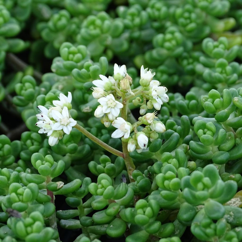Helmimaksaruoho - Sedum divergens