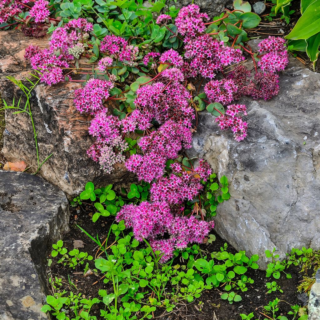 Turkestaninmaksaruoho Rose