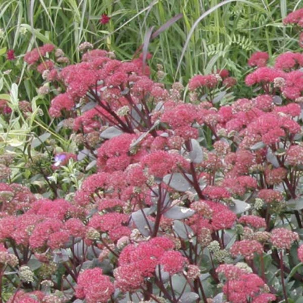 Syysmaksaruoho Red Cauli