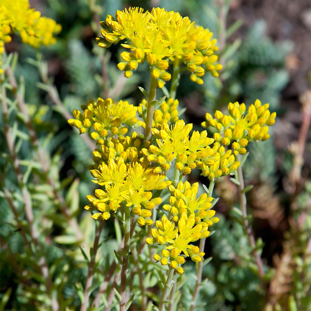 Kalliomaksaruoho - Sedum reflexum