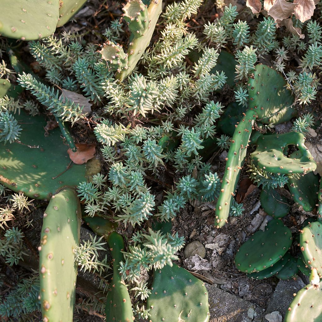 Kalliomaksaruoho - Sedum reflexum