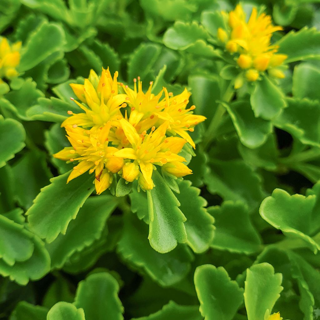 Kamtsatkanmaksaruoho - Sedum kamtchaticum