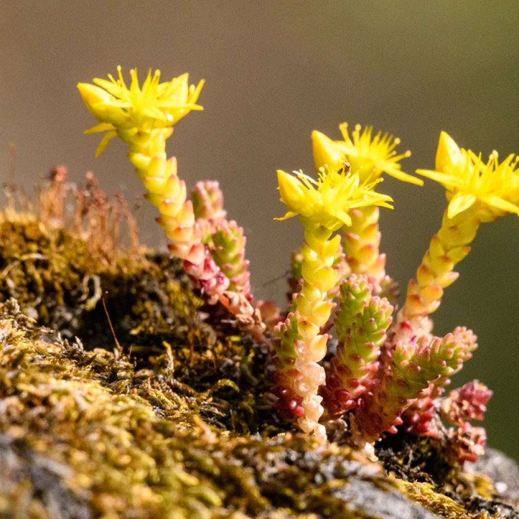 Keltamaksaruoho (siemenet) - Sedum acre