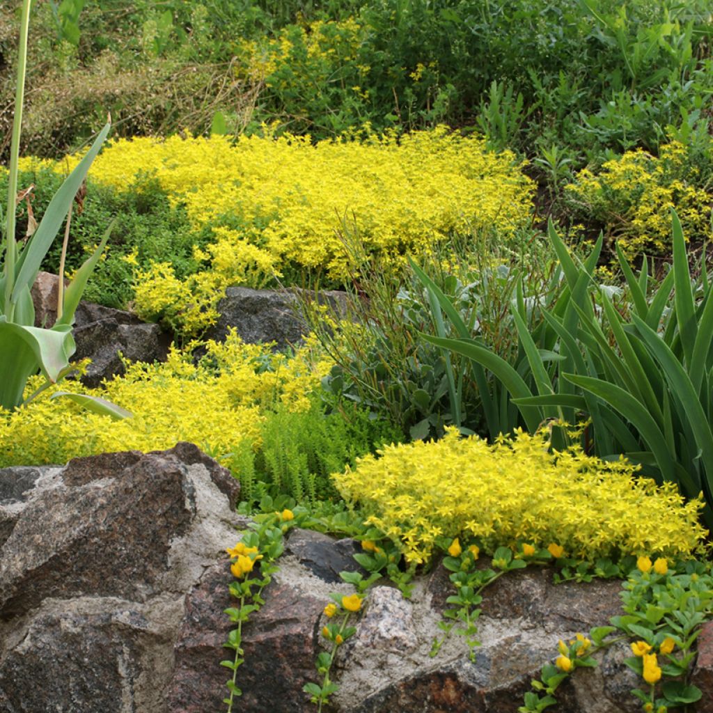Keltamaksaruoho (siemenet) - Sedum acre
