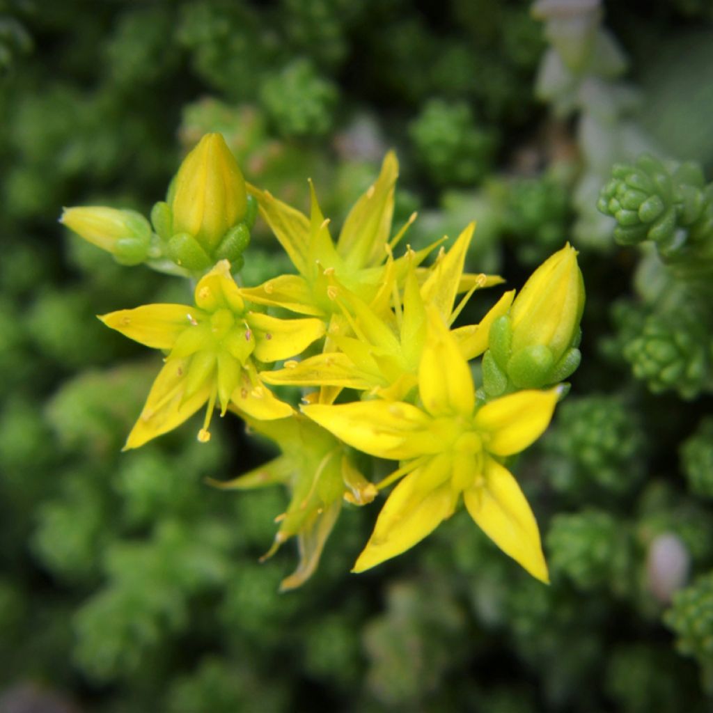 Keltamaksaruoho (siemenet) - Sedum acre