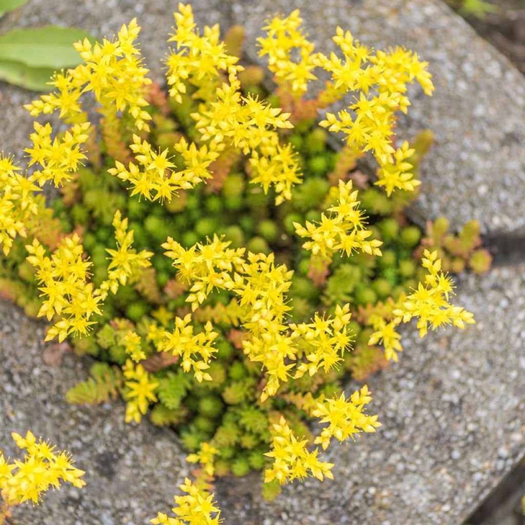 Keltamaksaruoho (siemenet) - Sedum acre