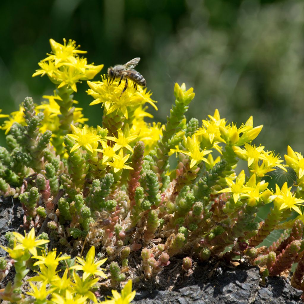 Keltamaksaruoho (siemenet) - Sedum acre