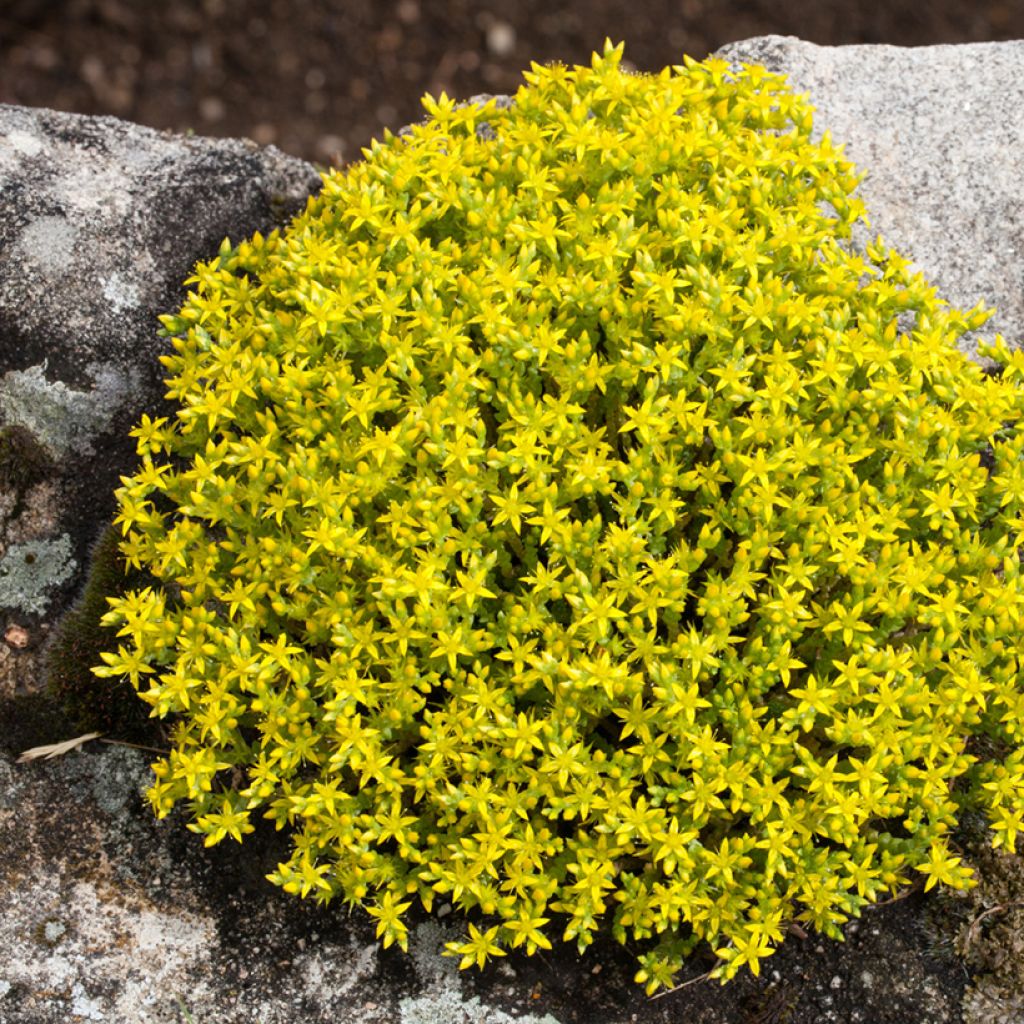 Keltamaksaruoho (siemenet) - Sedum acre