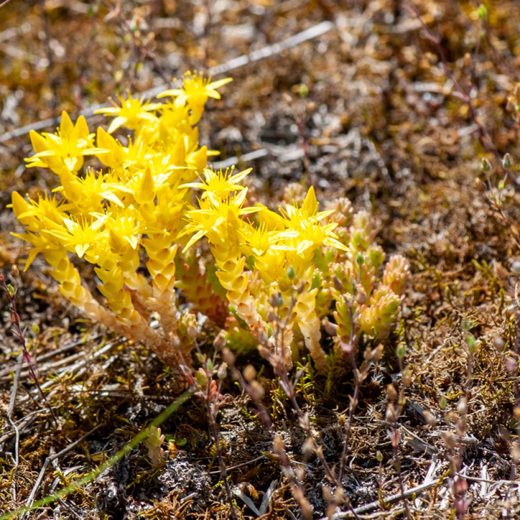 Keltamaksaruoho (siemenet) - Sedum acre