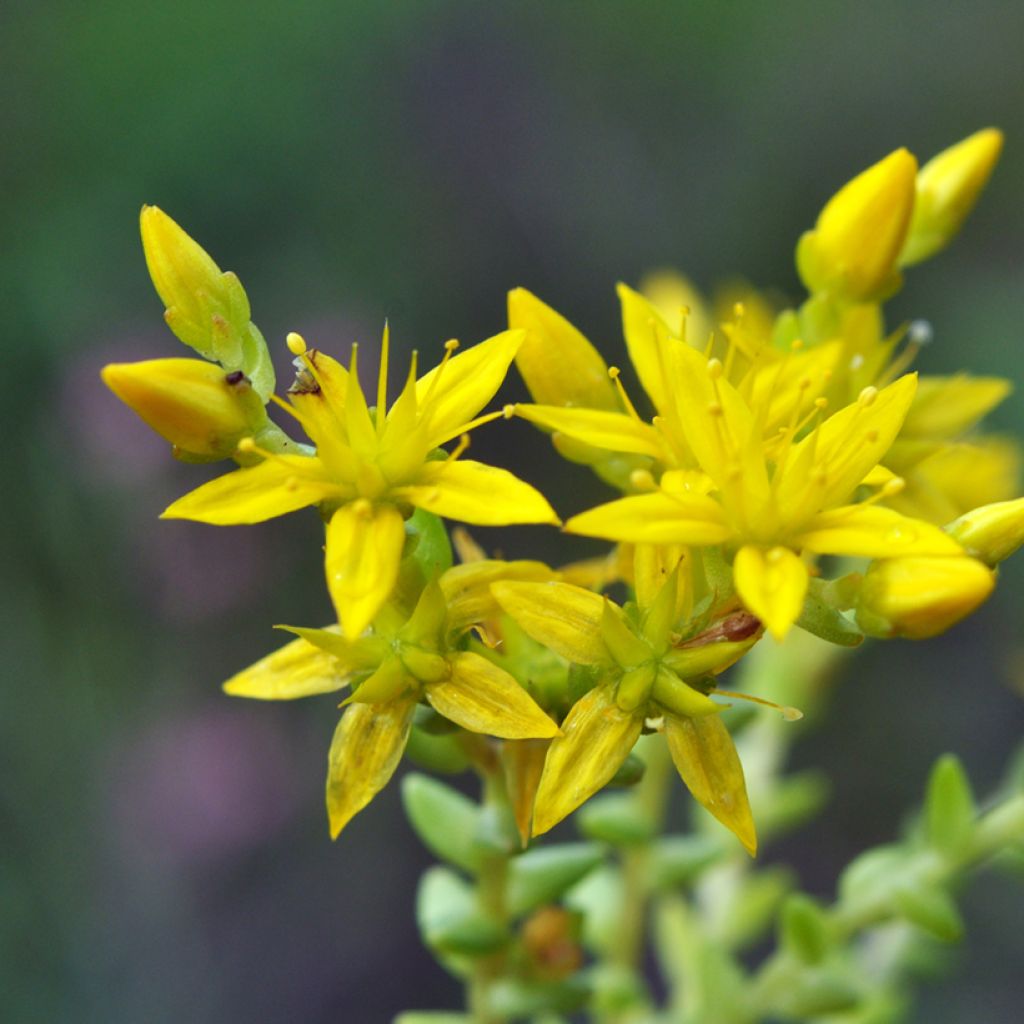 Keltamaksaruoho (siemenet) - Sedum acre