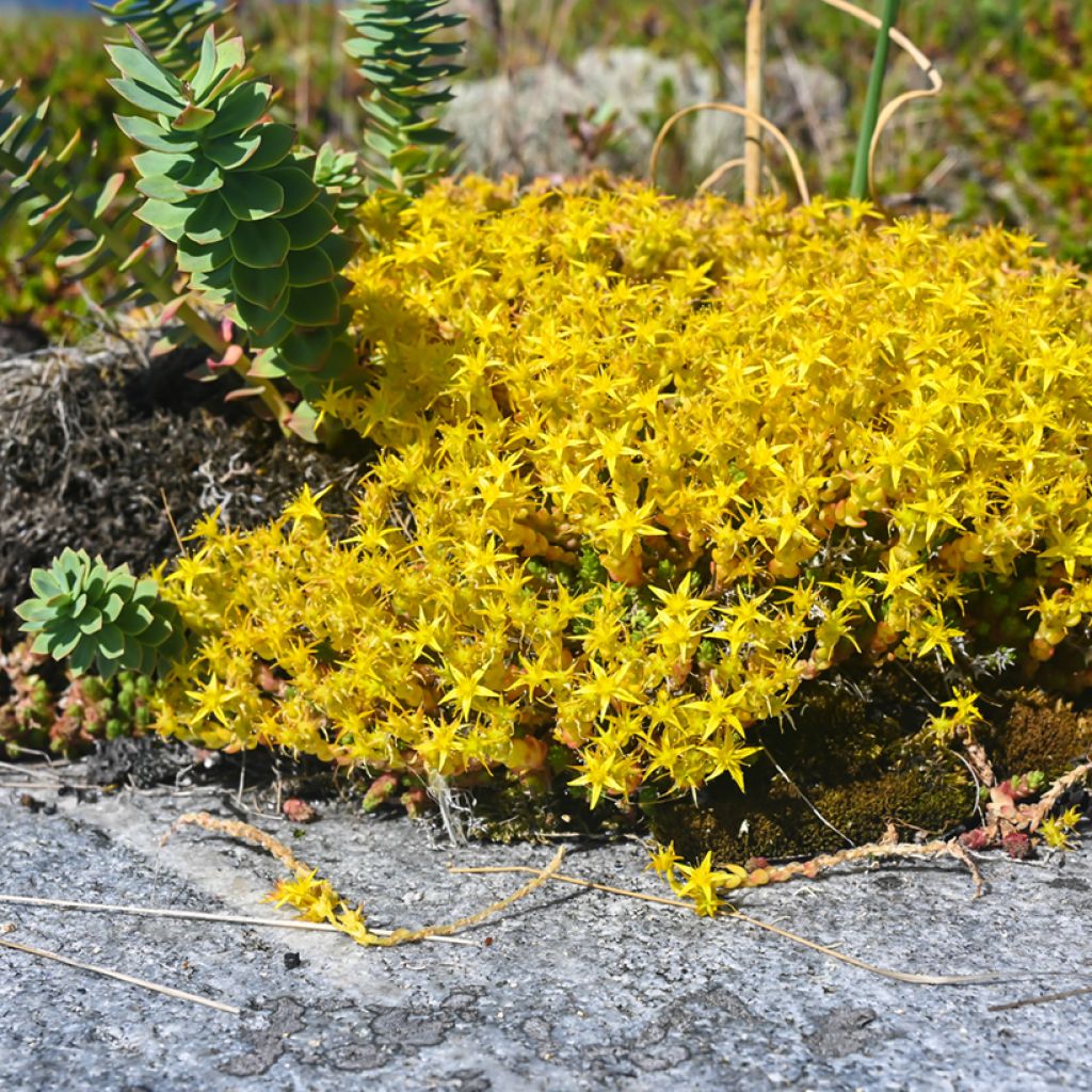 Keltamaksaruoho (siemenet) - Sedum acre
