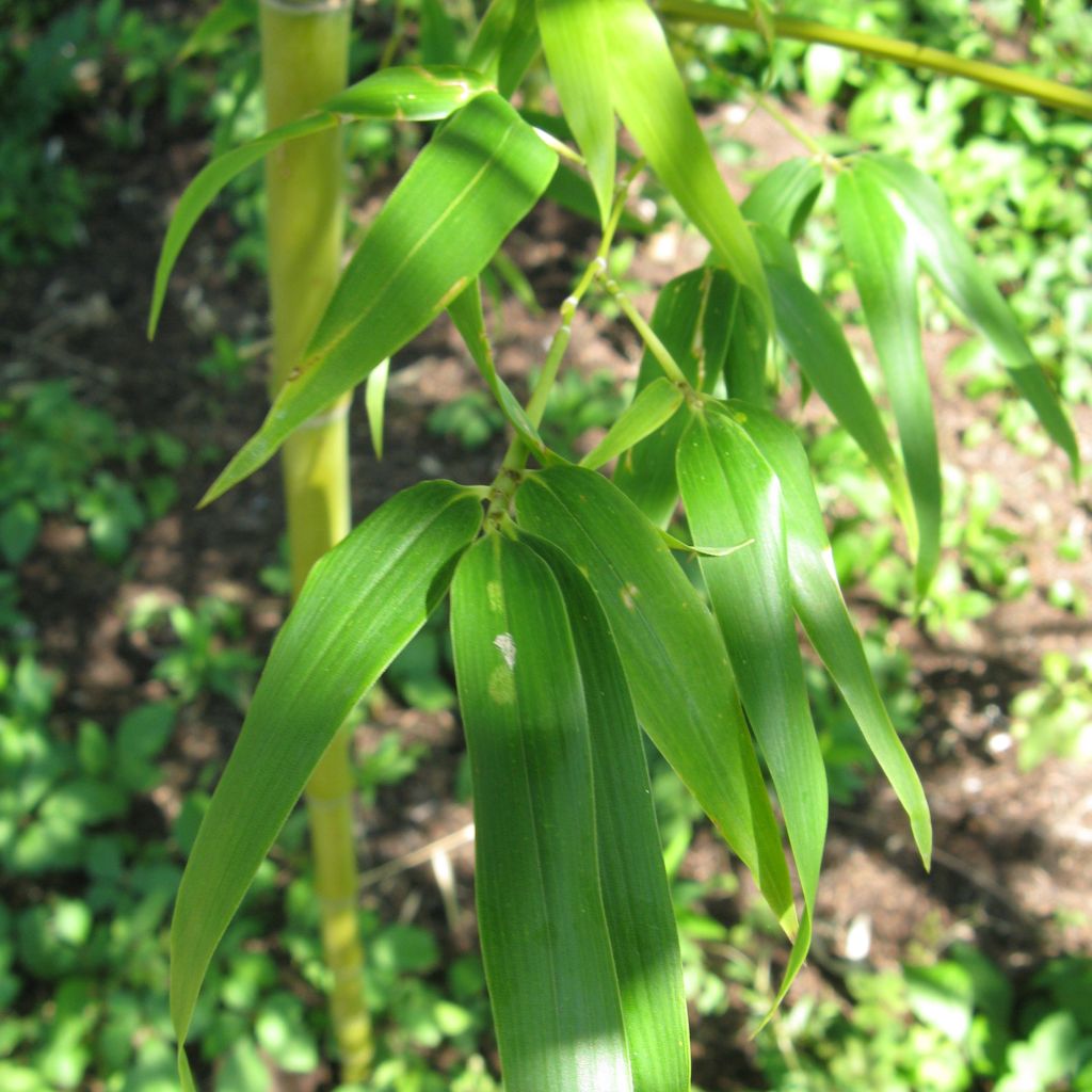 Bambu - Semiarundinaria fastuosa