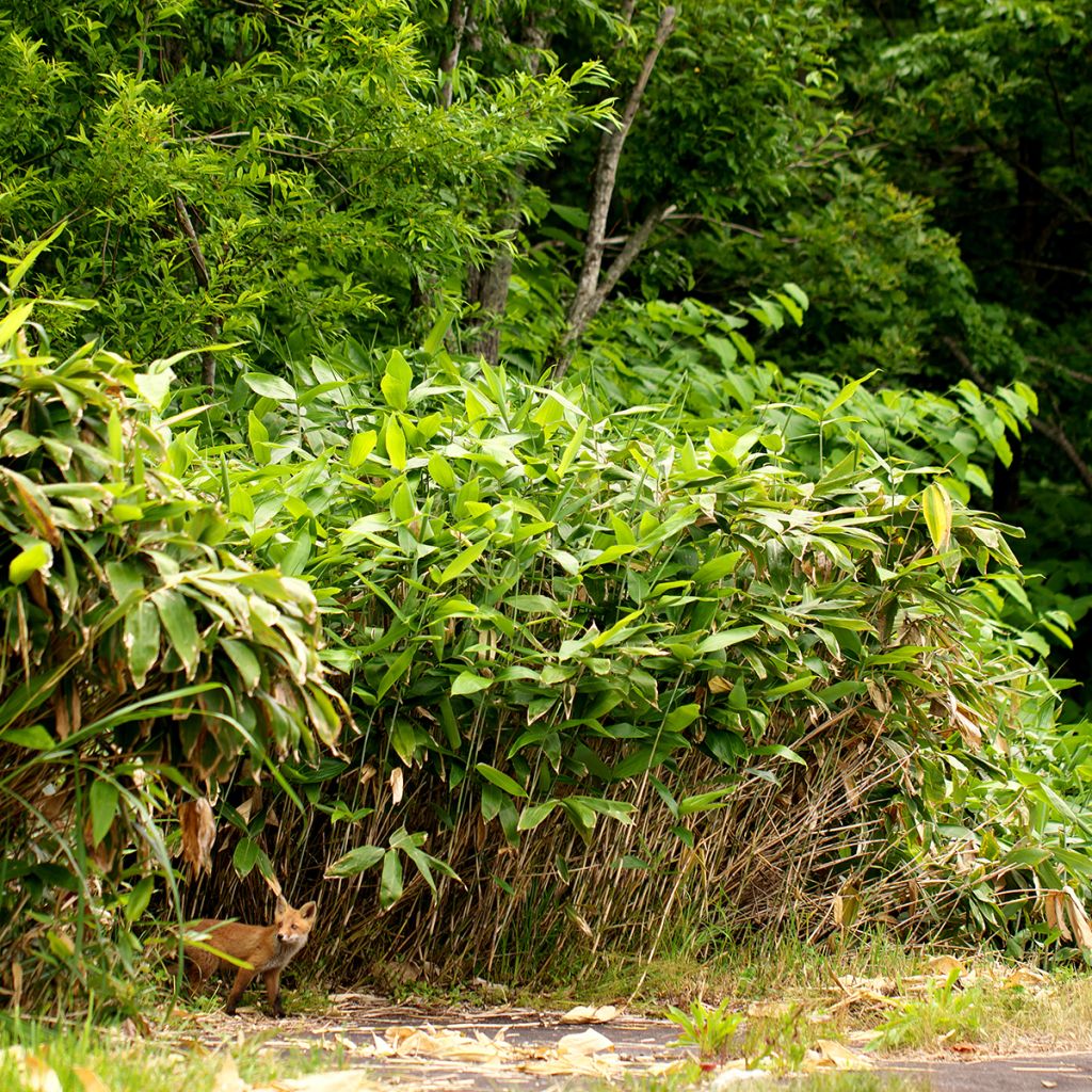 Bambu Kimmei