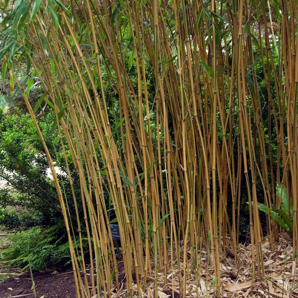 Bambu Kimmei