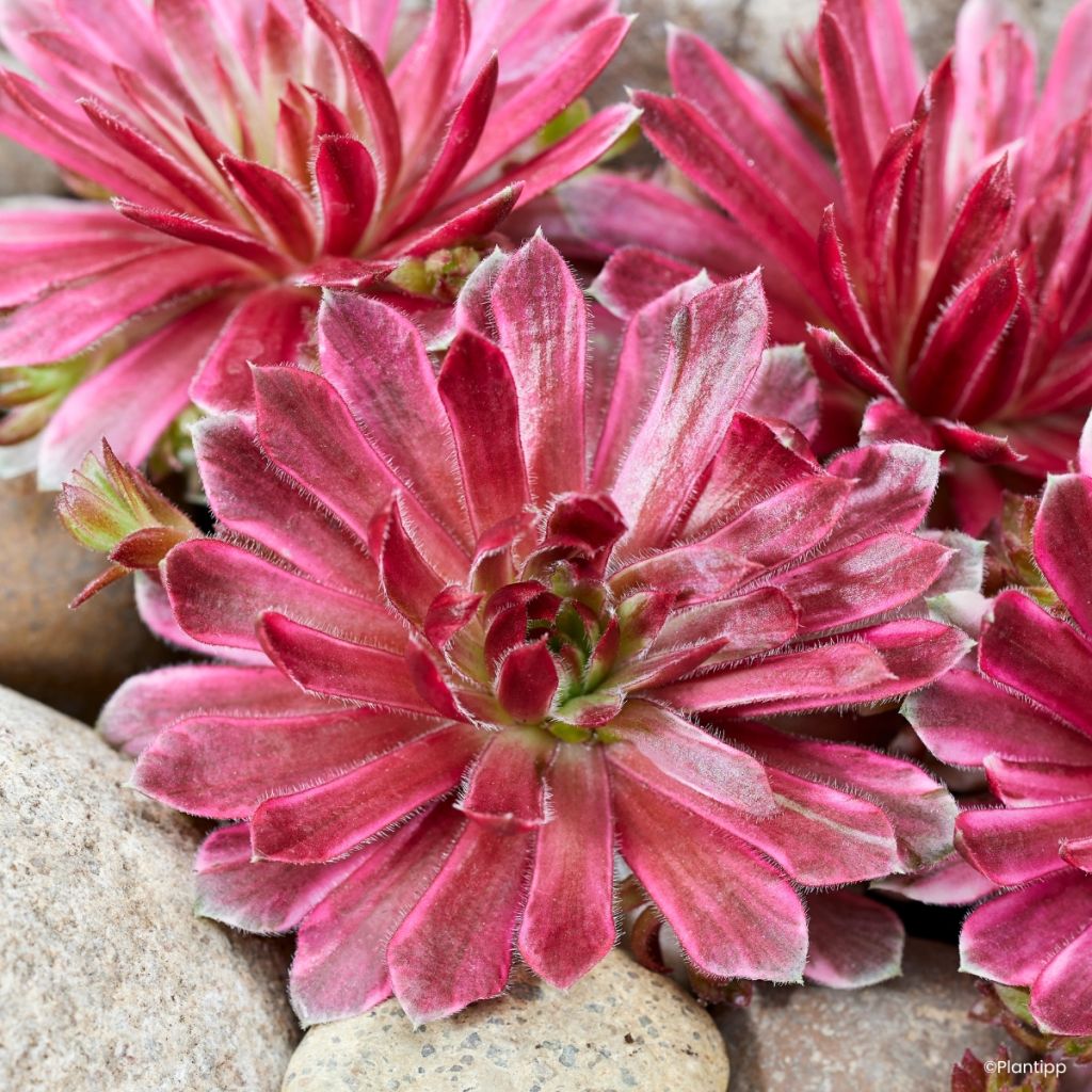 Mehitähti Lotus Blossom